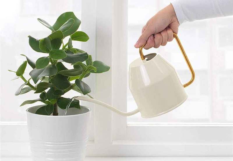 Is It Better to Water Plants From the Top or Bottom? Plantly