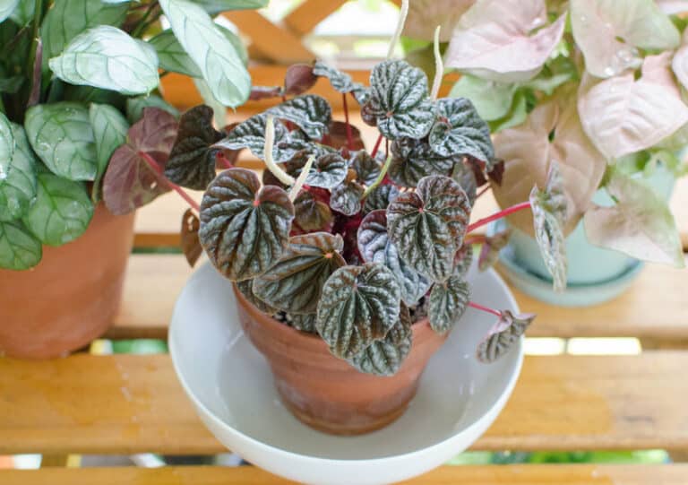 Is It Better to Water Plants From the Top or Bottom? Plantly
