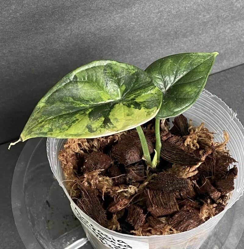 5 Most Profitable Plants to Grow and Sell for Every