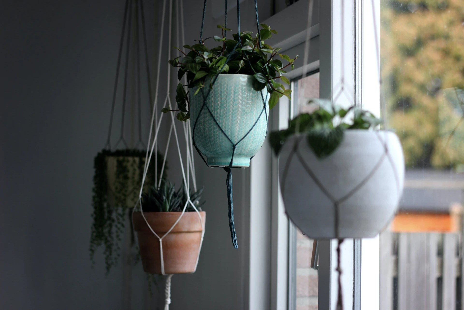 7 Ways Of Hanging Plants From A Ceiling Without Drilling