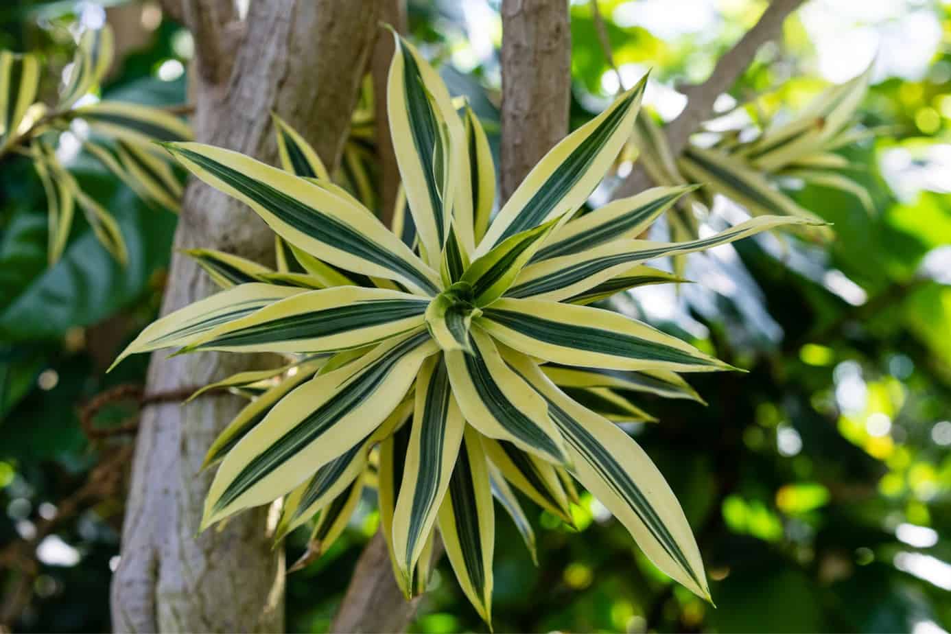 Dracaena Reflexa Plant Care & Ultimate Growing Guide