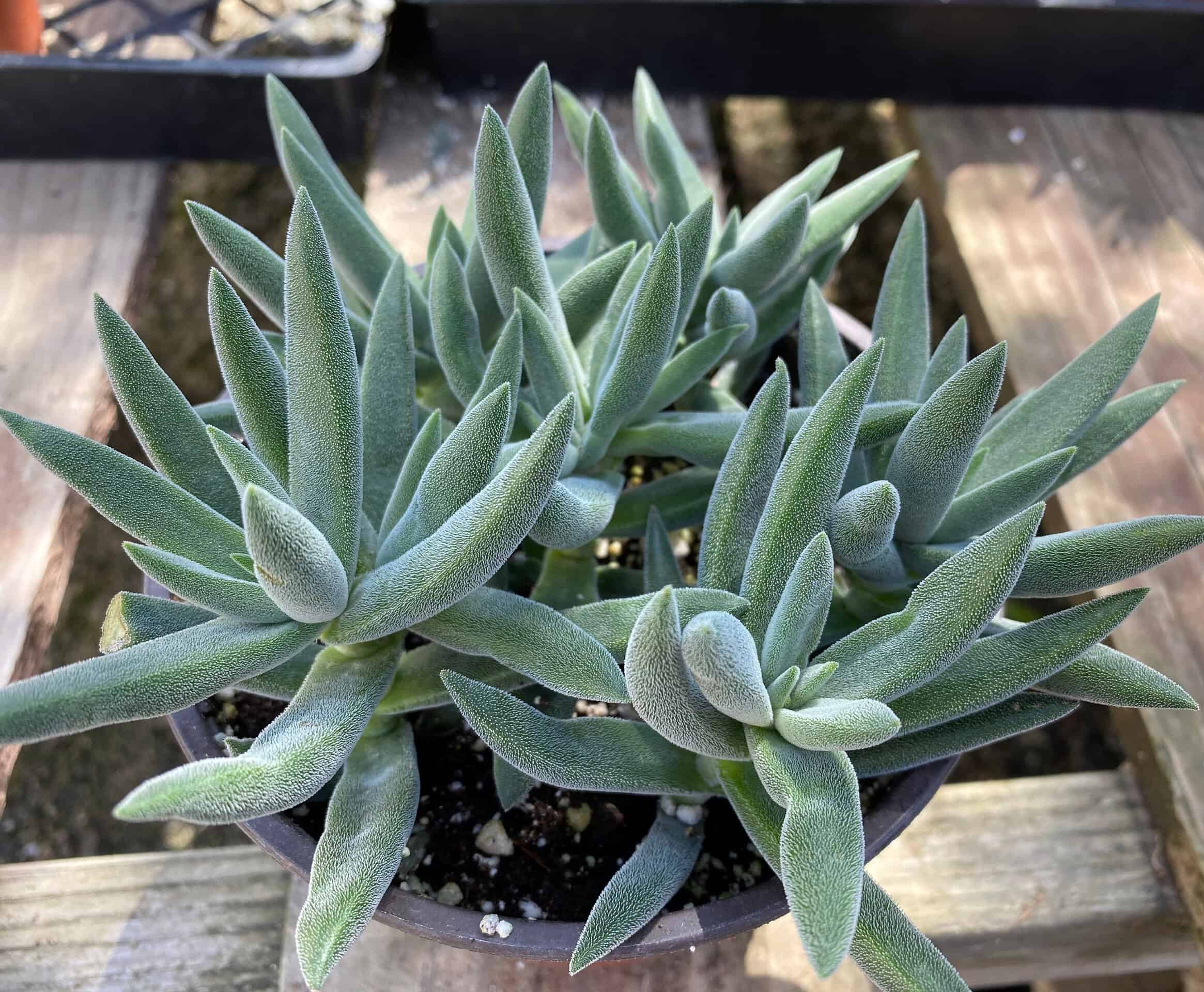 Medium Succulent Plant Crassula Mesembryanthemoides Plantly