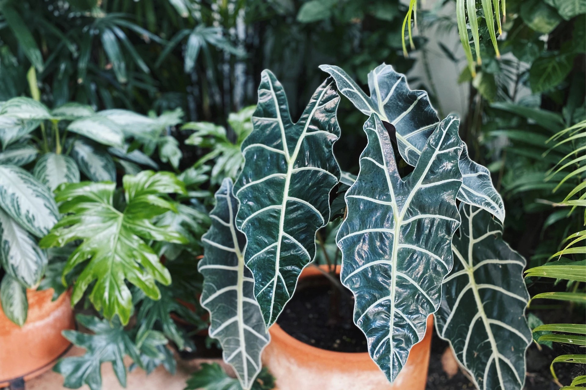 Alocasia Polly Care Guide Plantly