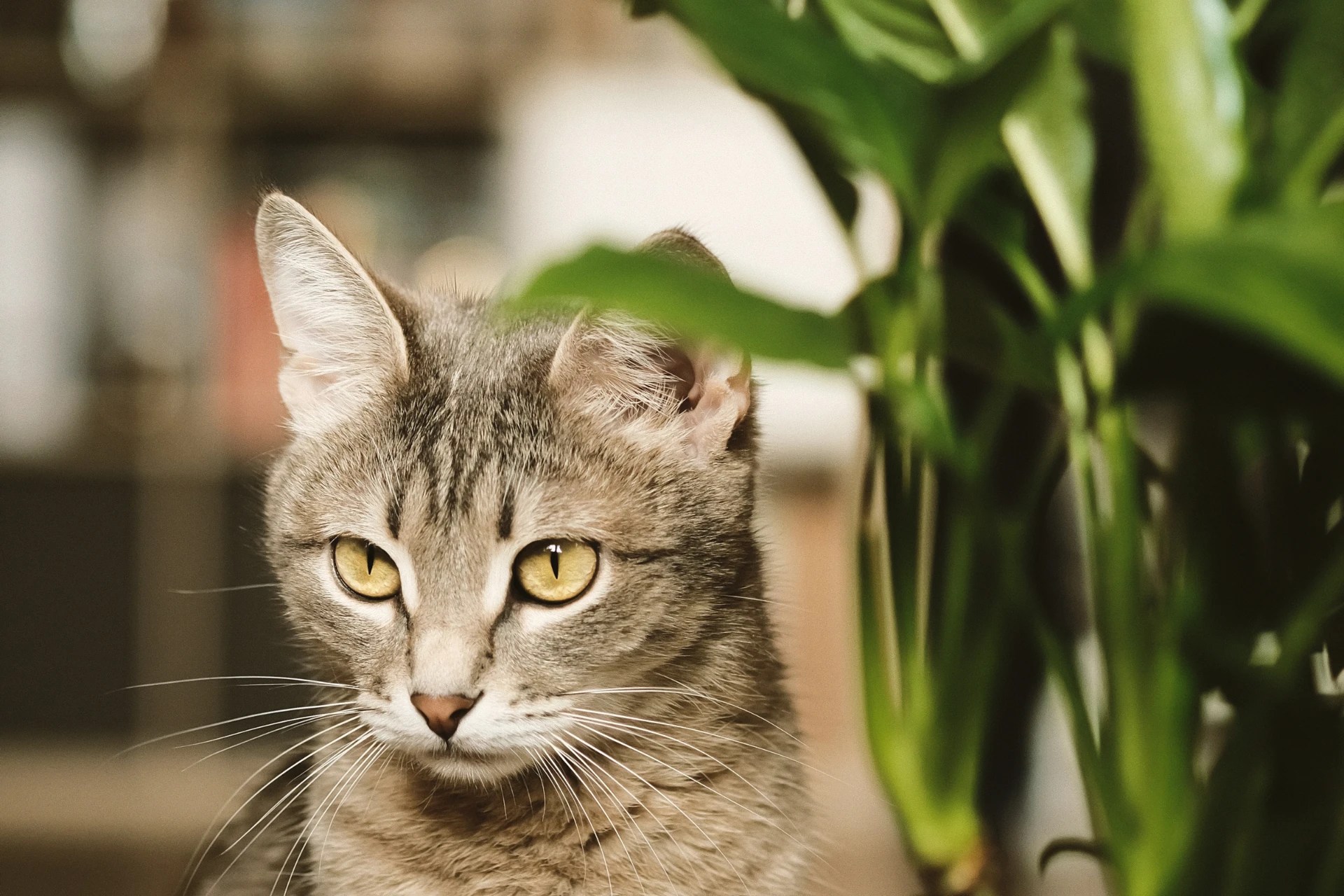 Is The Peace Lily Toxic To Cats? Plantly
