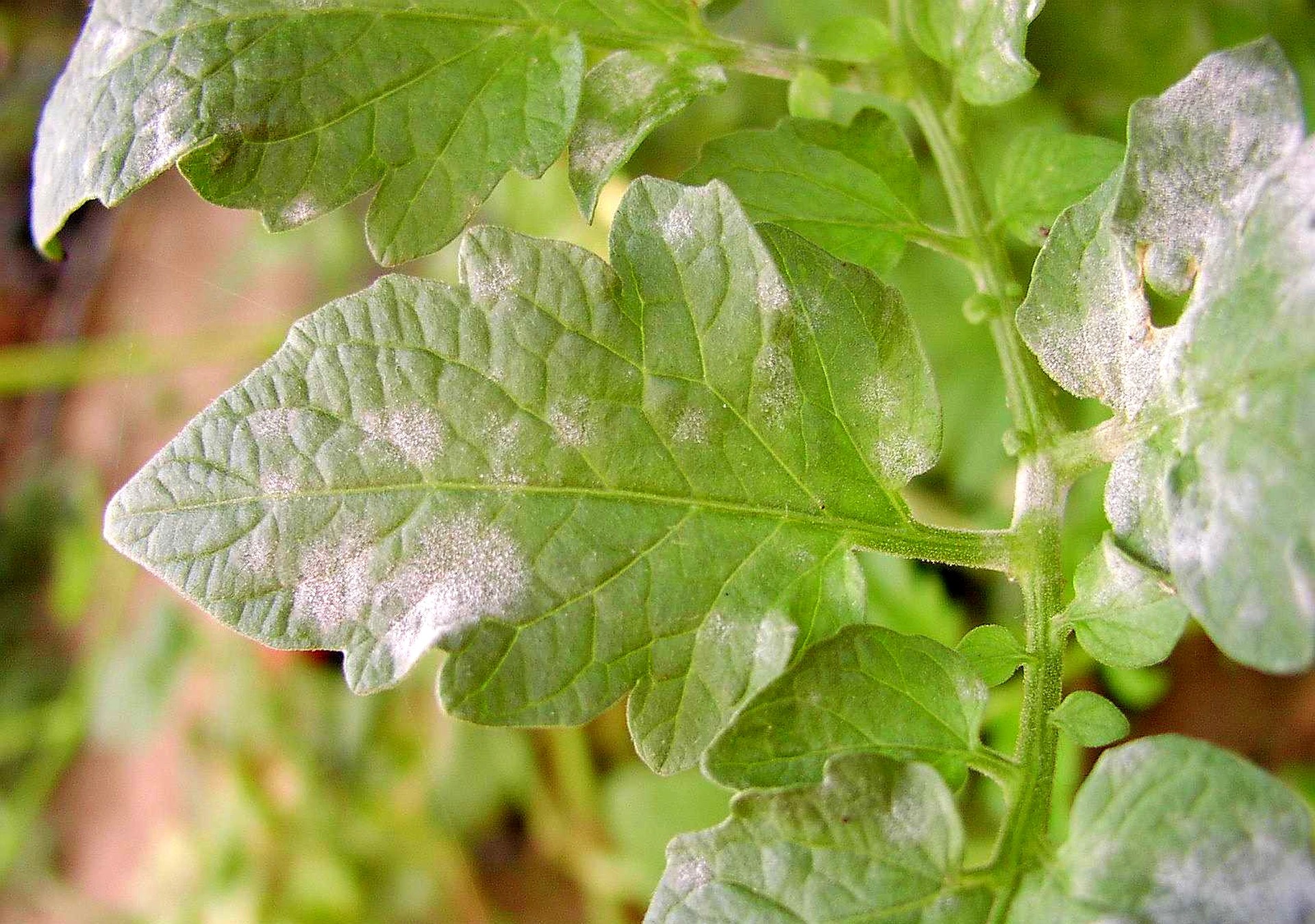 White Spots On Tomato Leaves Plantly