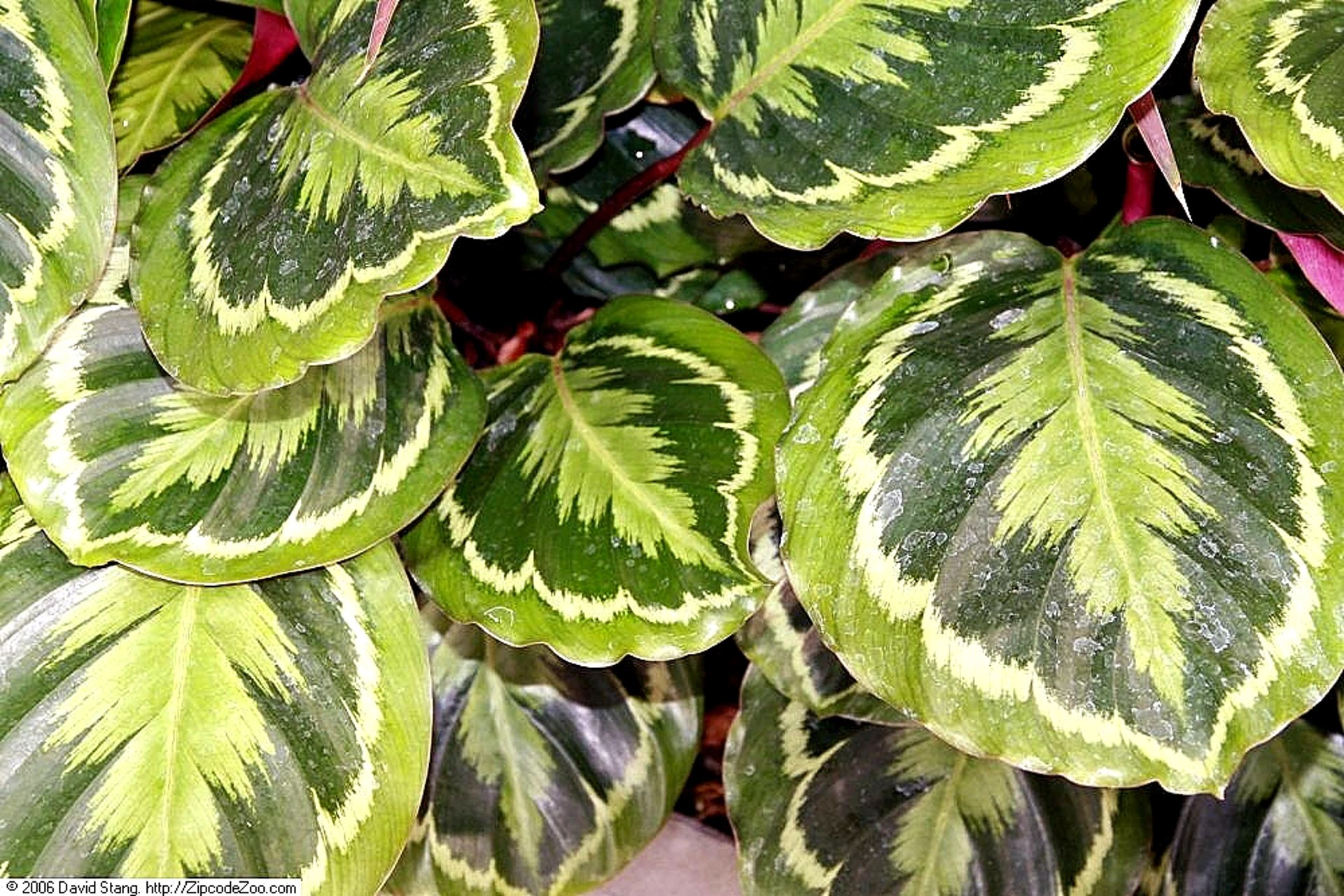 Calathea Medallion Plant Care Care Guide Plantly