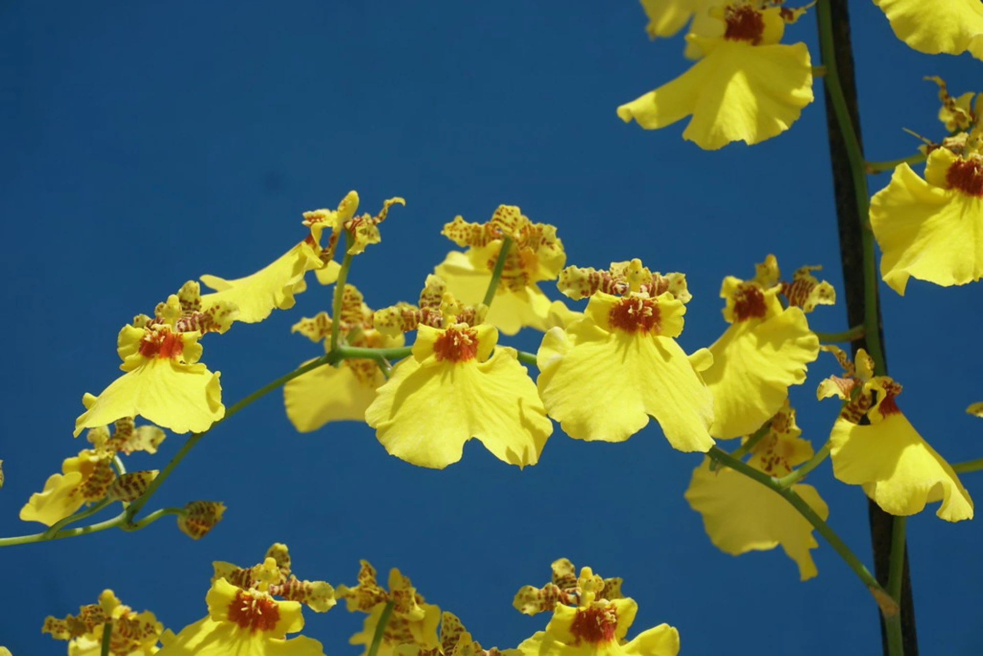 Dancing Lady Orchid Plant Care Guide Plantly