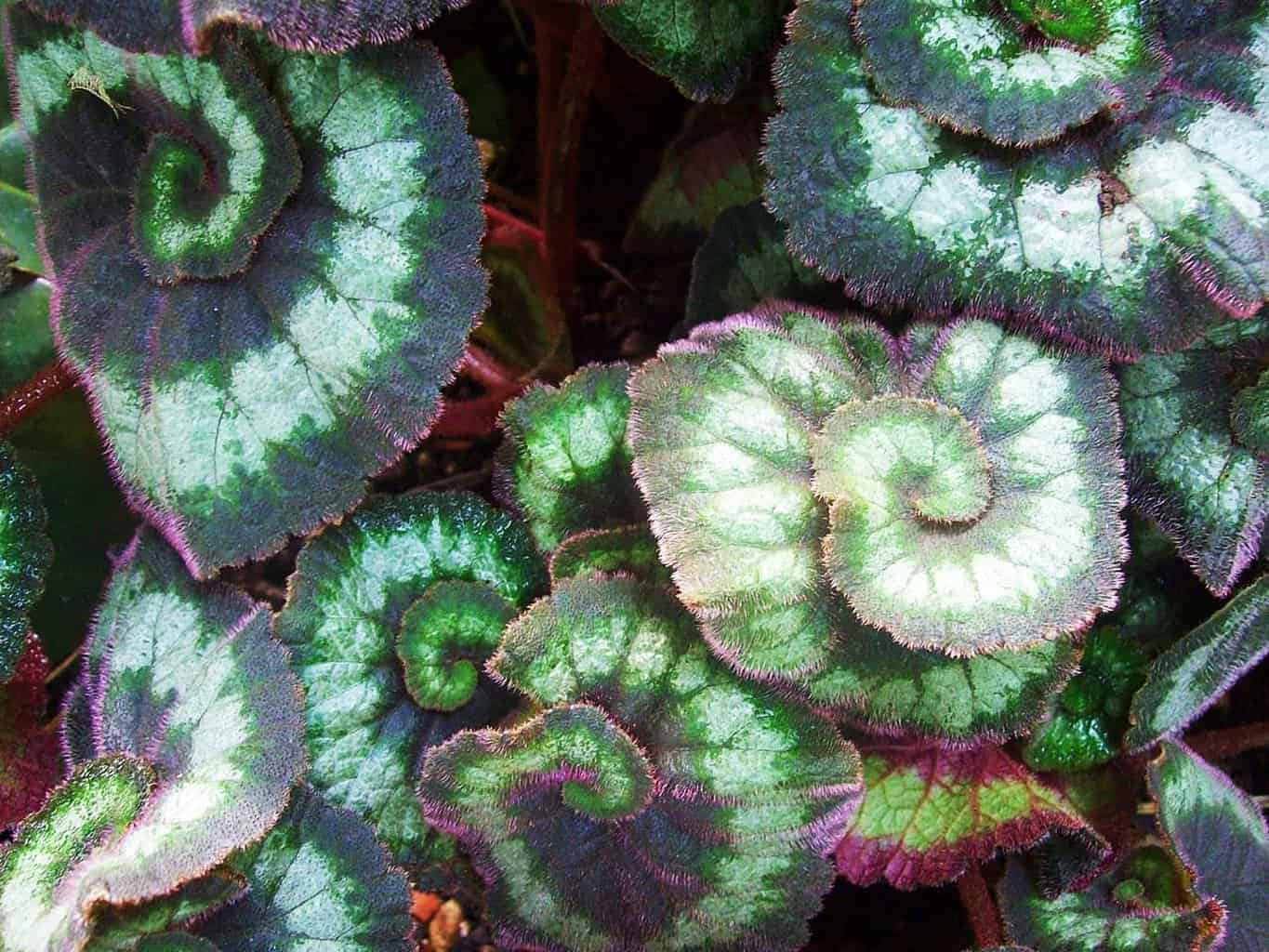 Rex Begonia Plant Complete Care and Growing Guide