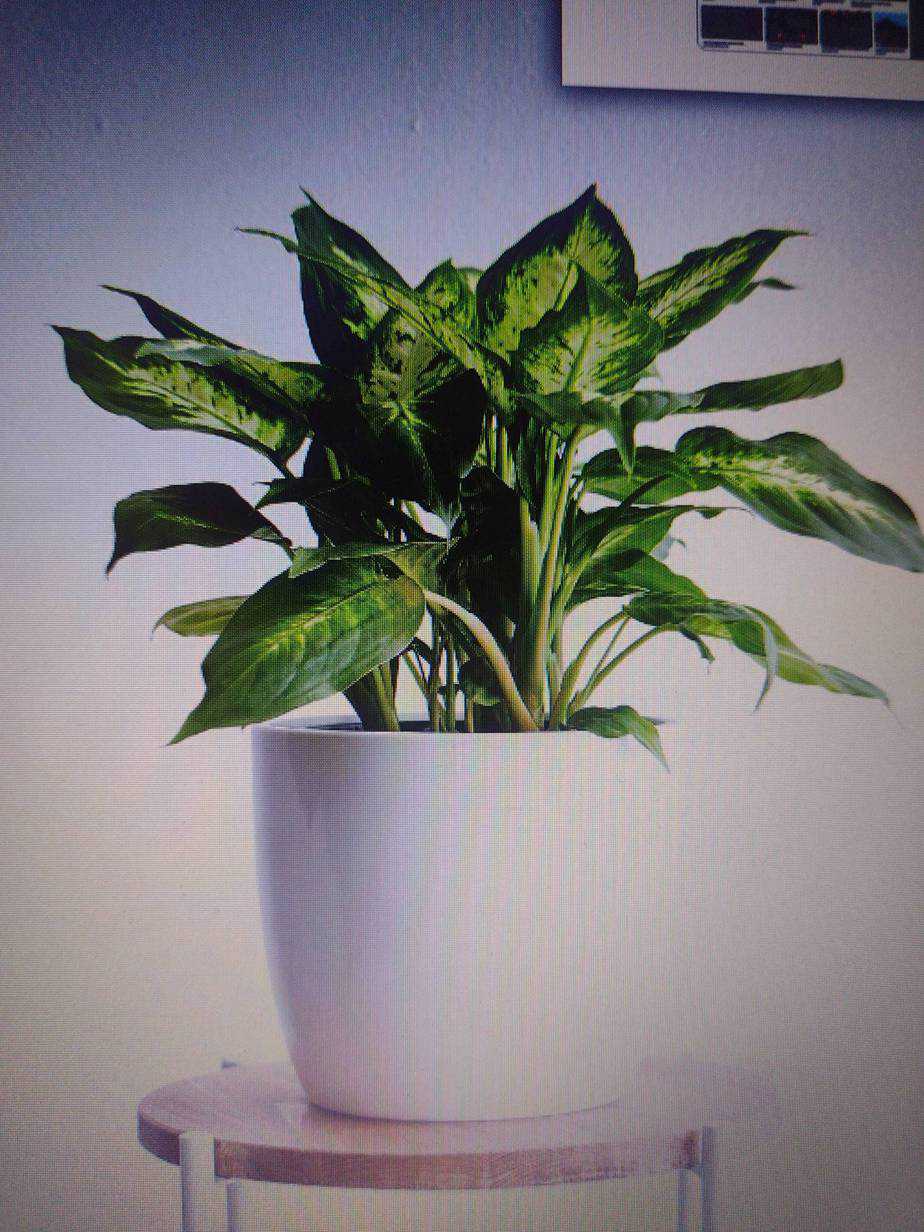 Indoor Plants Buy Plants Online Cheap Plants for sale online Plantly