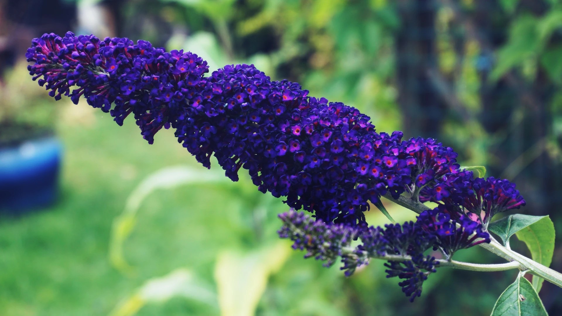 Dwarf Butterfly Bush Plant Care Plantly