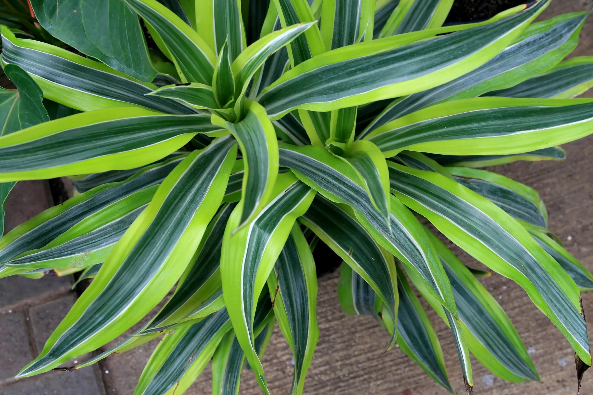 Dracaena Warneckii Plant Care Guide Plantly