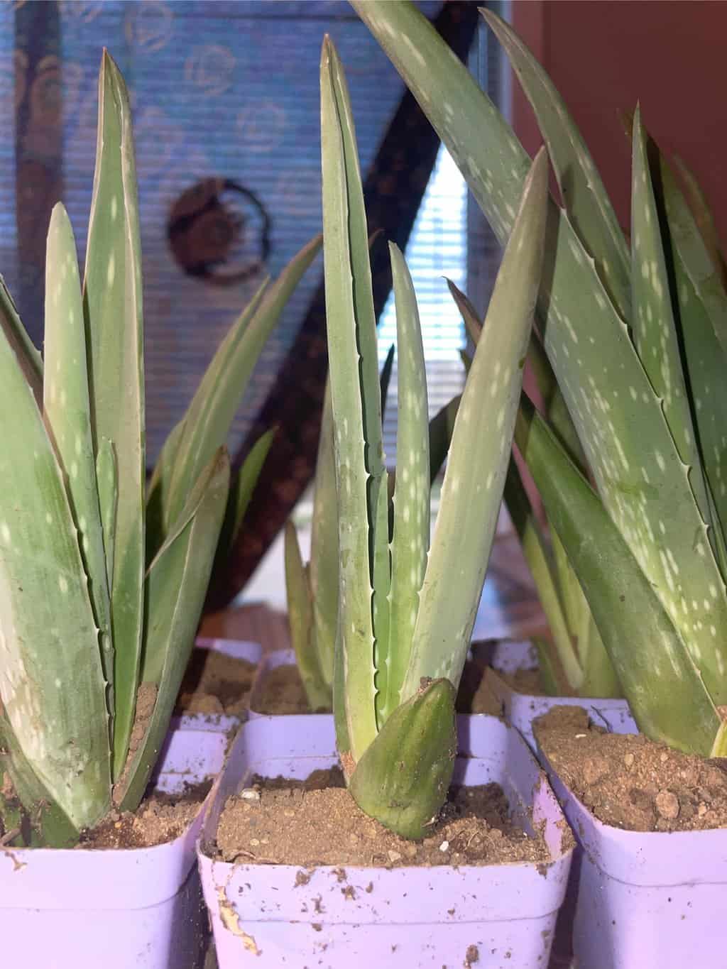 Buy Outdoor Plants Online Edible Garden Plants & Trees Plantly