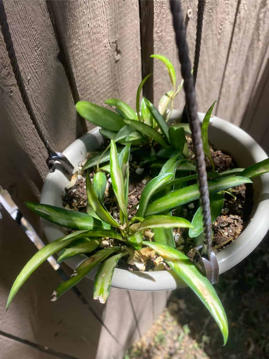 Indoor Plants Buy Plants Online Cheap Plants for sale online Plantly