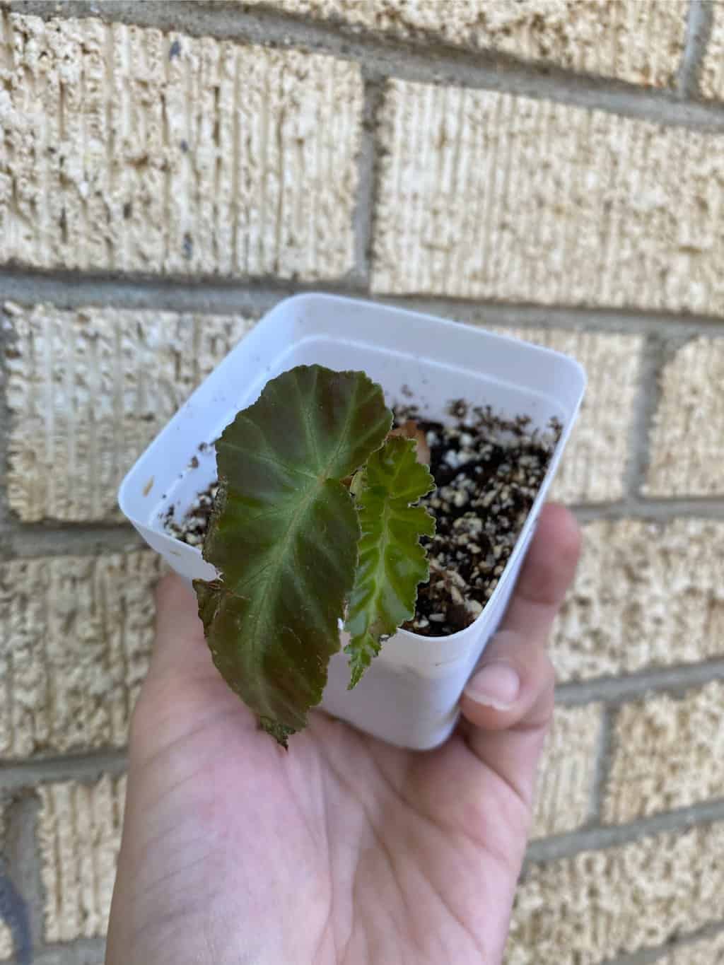 Indoor Plants Buy Plants Online Cheap Plants for sale online Plantly