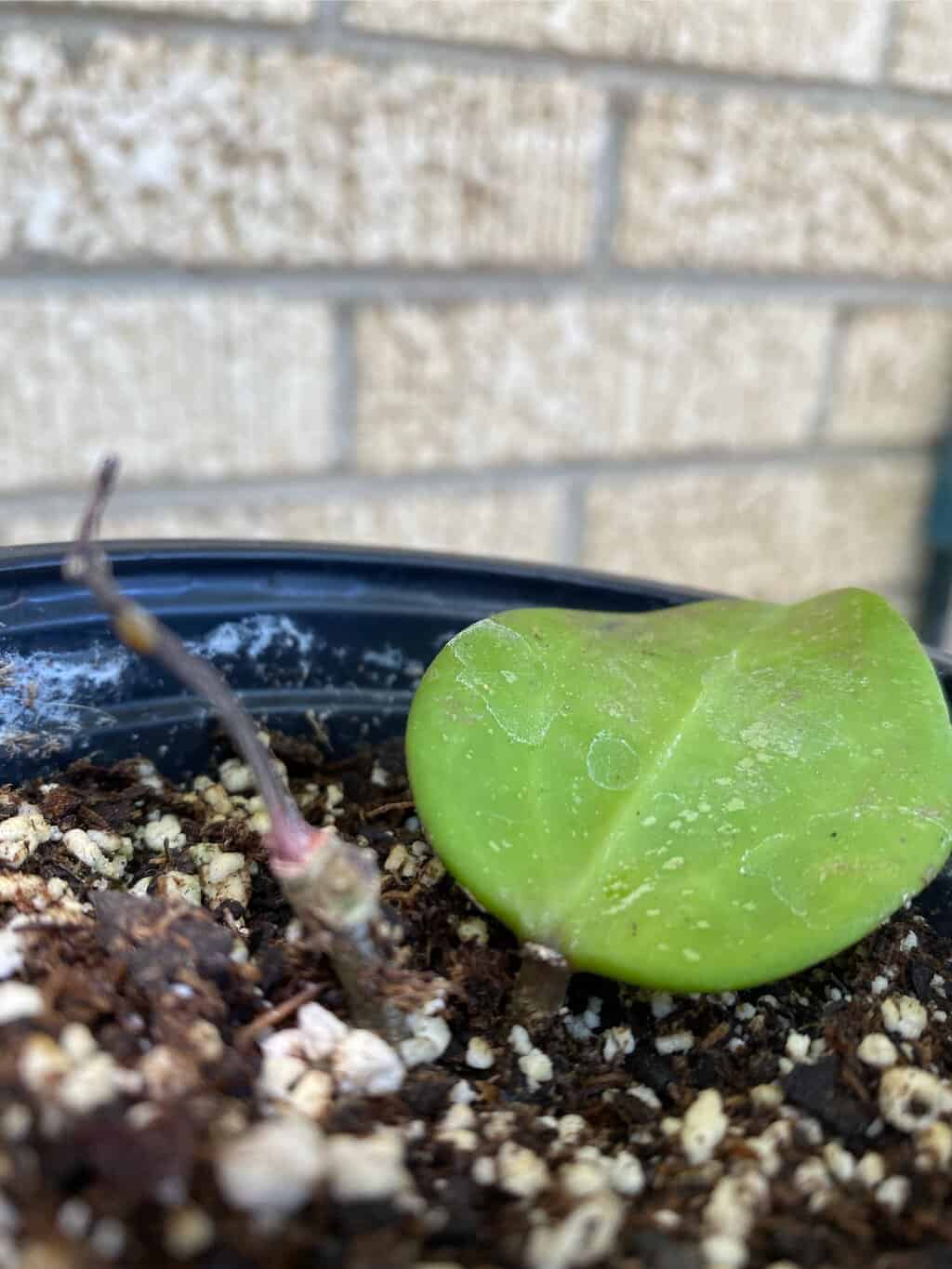 Indoor Plants Buy Plants Online Cheap Plants for sale online Plantly