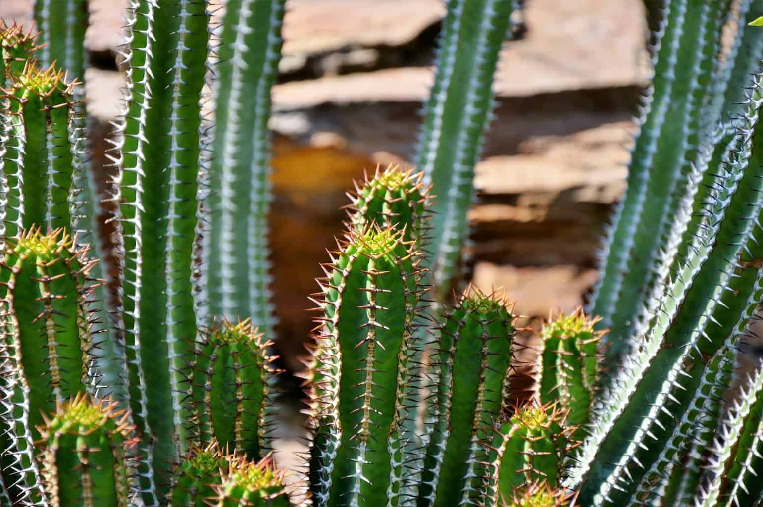 Fairy Castle Cactus Plant Care Plantly