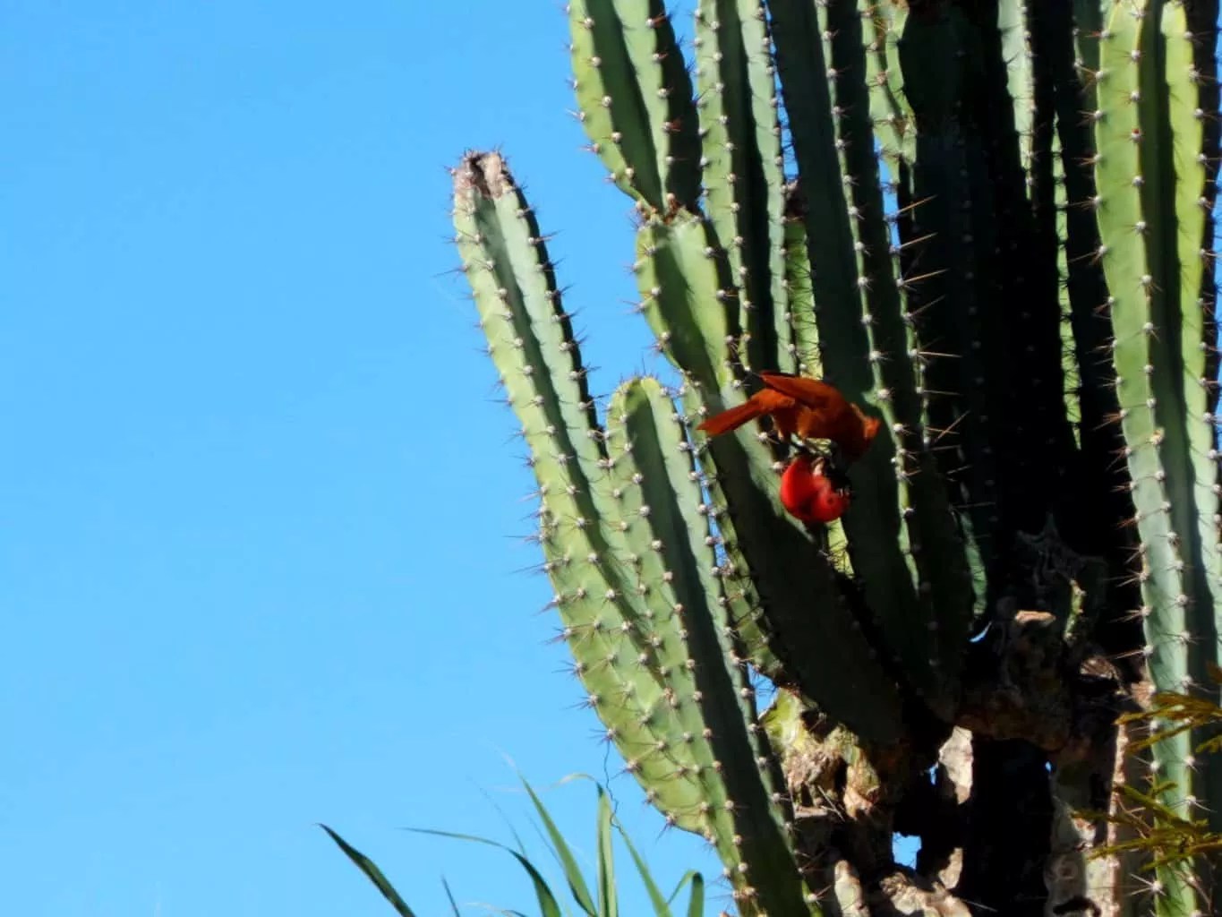 Peruvian Apple Cactus Plant Care Guide Plantly