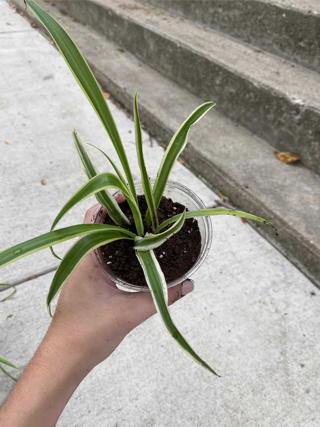 On Sale Spider Plants Plantly