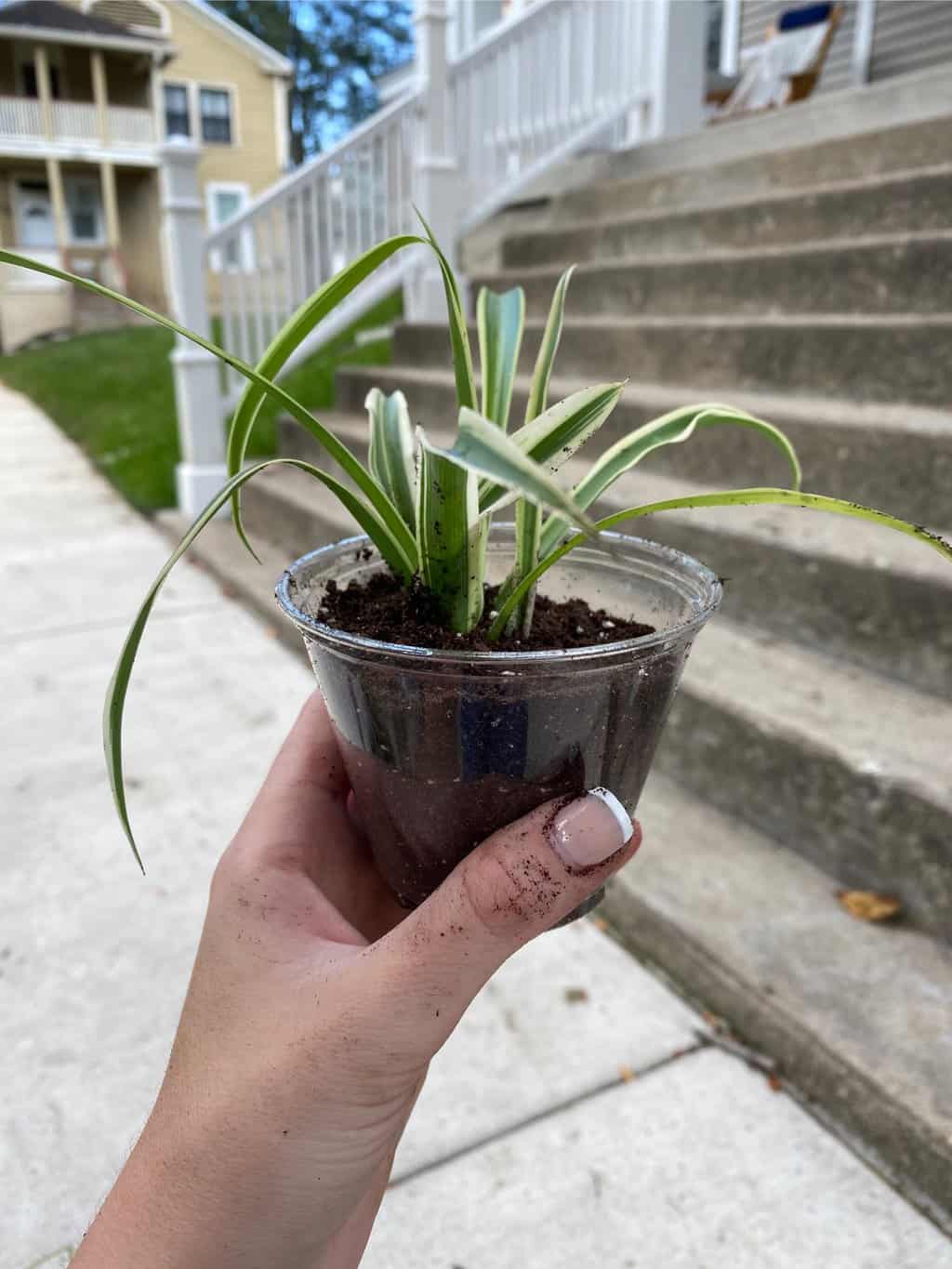 On Sale Spider Plants Plantly