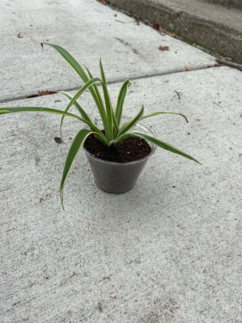 On Sale Spider Plants Plantly