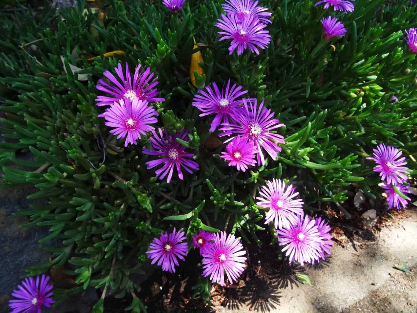 Ice Plant Succulent Care Plantly