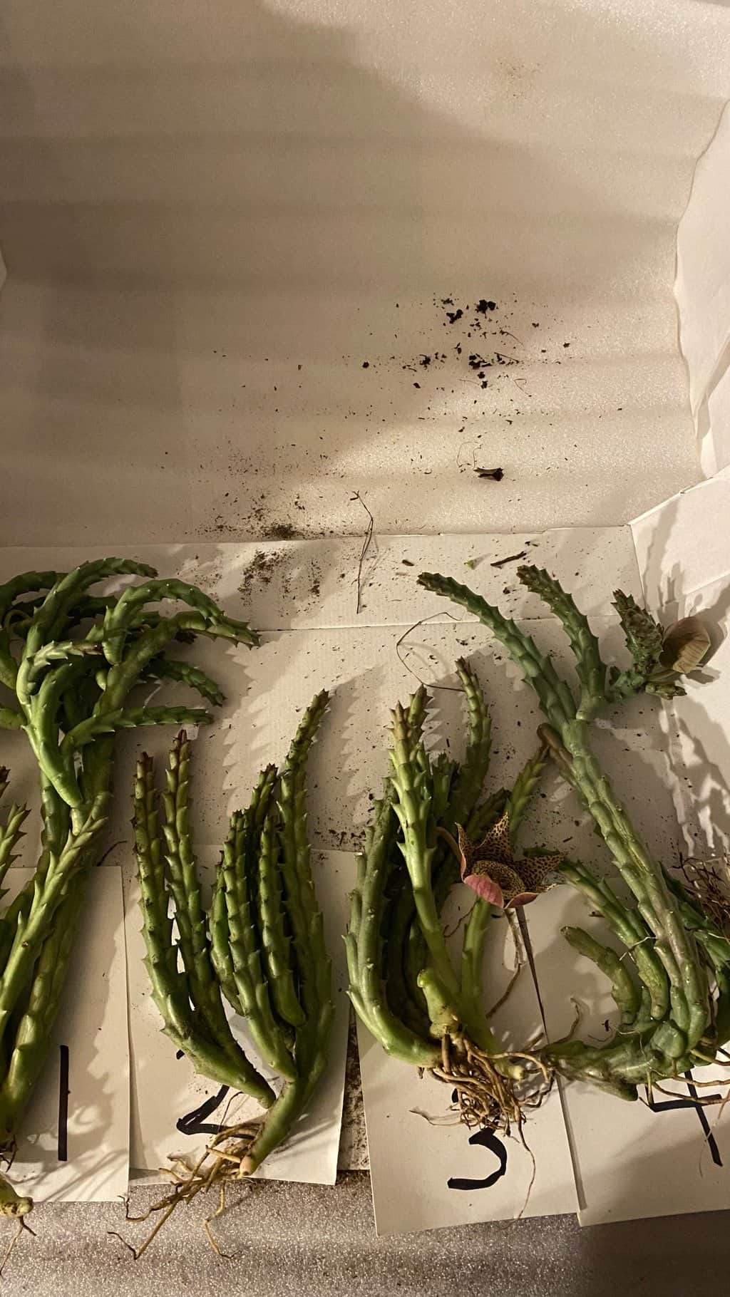 Buy Aechmea Primera (Pink Vase Plant) 6" Plantly