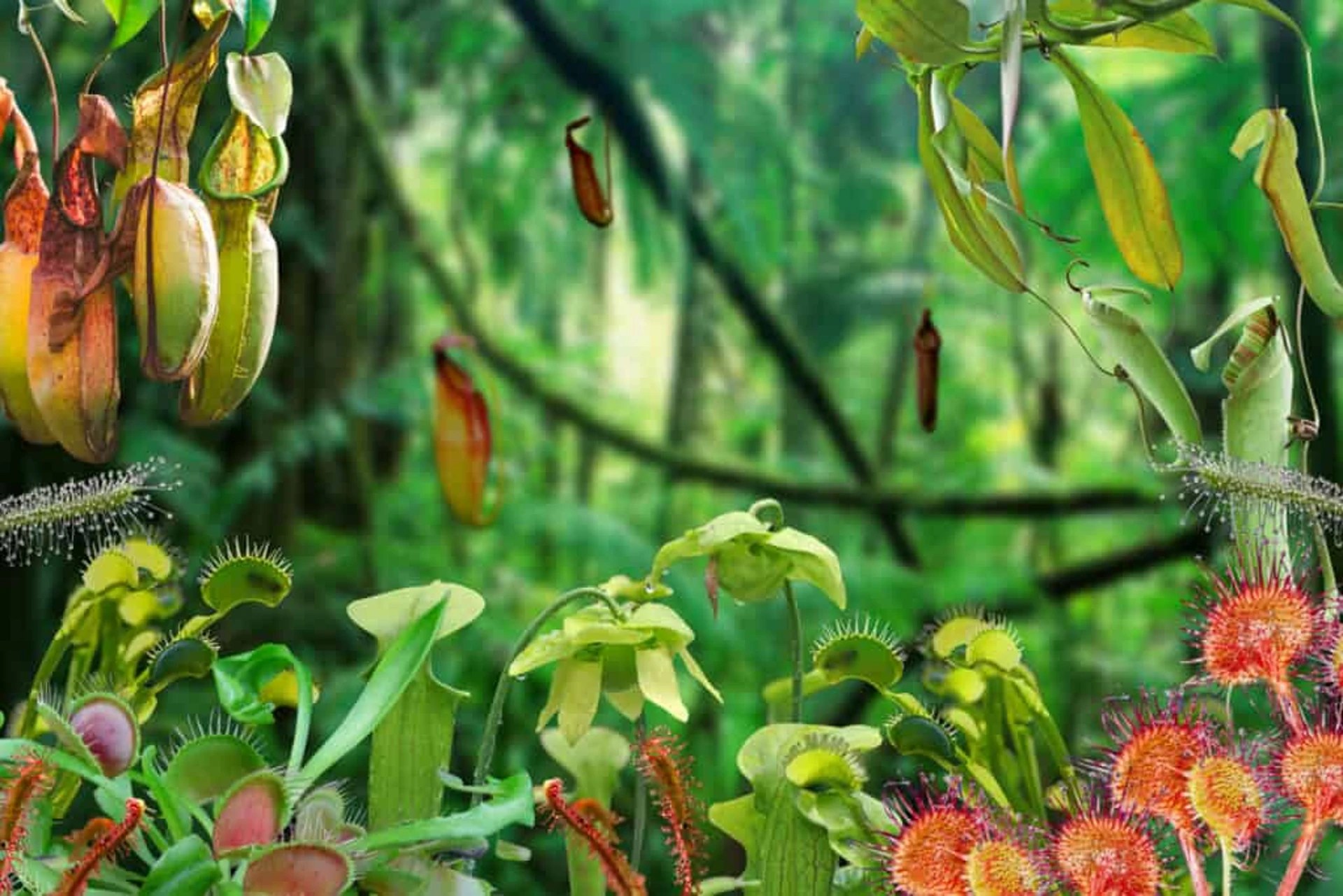 Carnivorous Plants All About These InsectsEating Plants