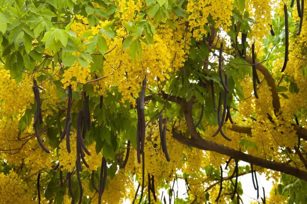 Golden Shower Tree Seeds for Planting Cassia Fistula Plantly