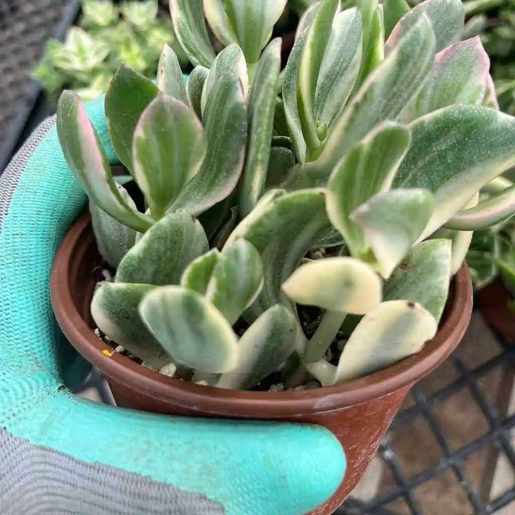 Buy Online Crassula ovata Tricolor Plant Plantly