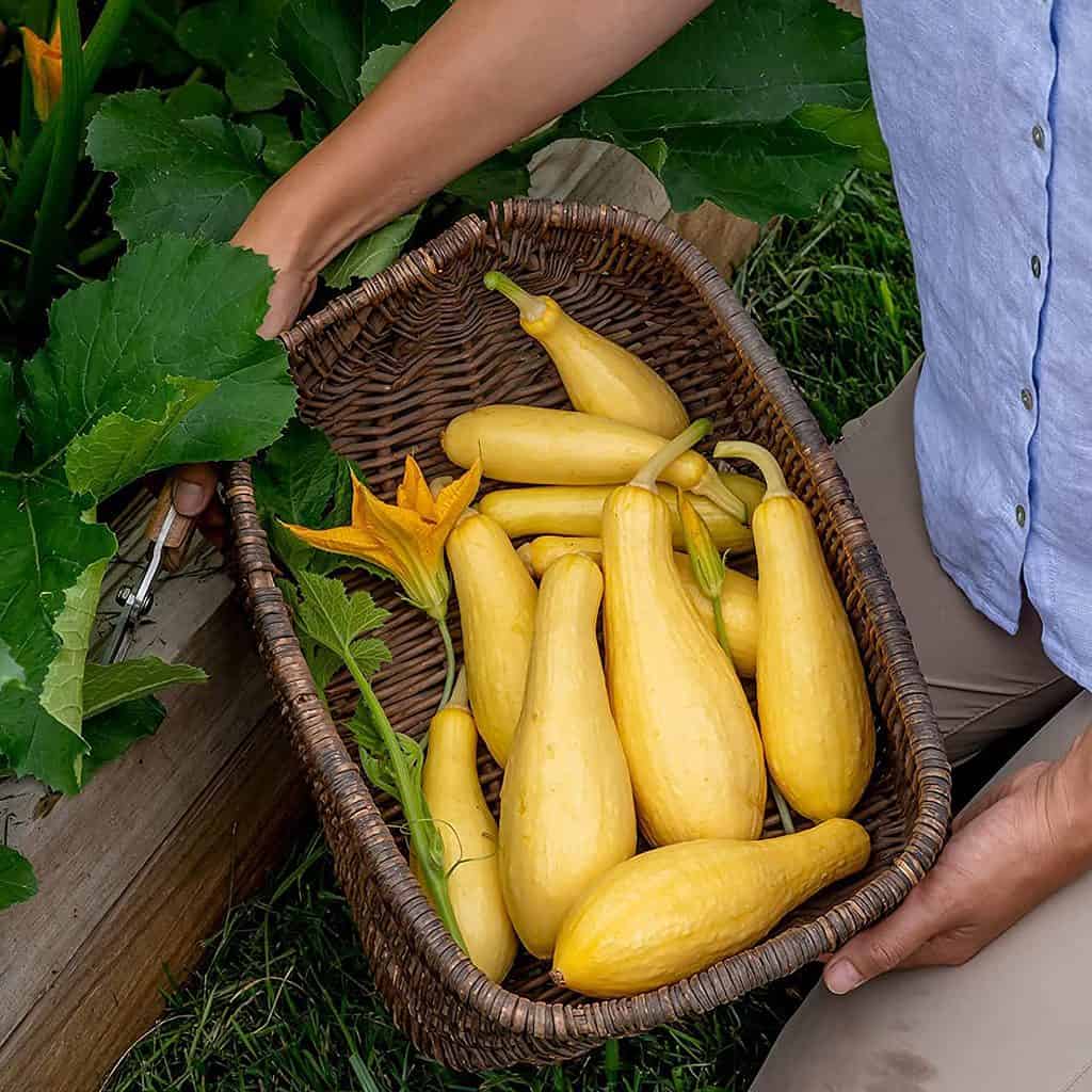 10 Saffron Summer Squash Seeds for Planting (10 Seeds) Plantly