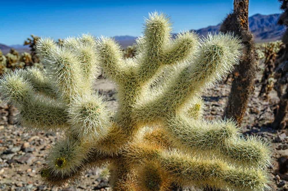 15 Teddy Bear Cholla Cacti Seeds for Planting Plantly