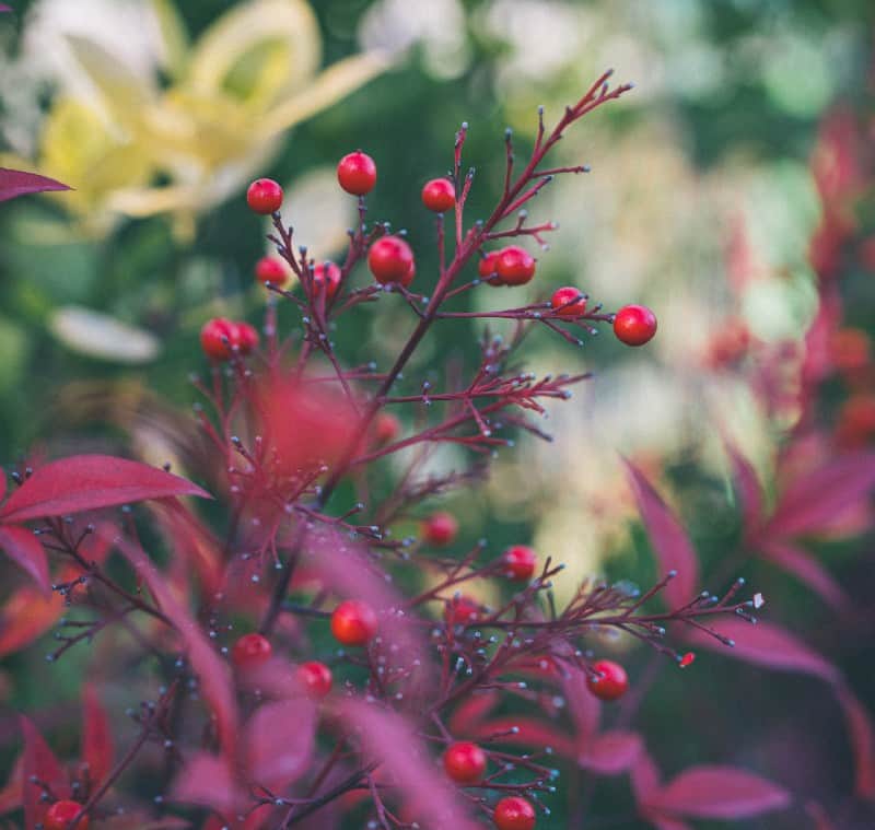 Lemon Lime Nandina Plant Care Plantly