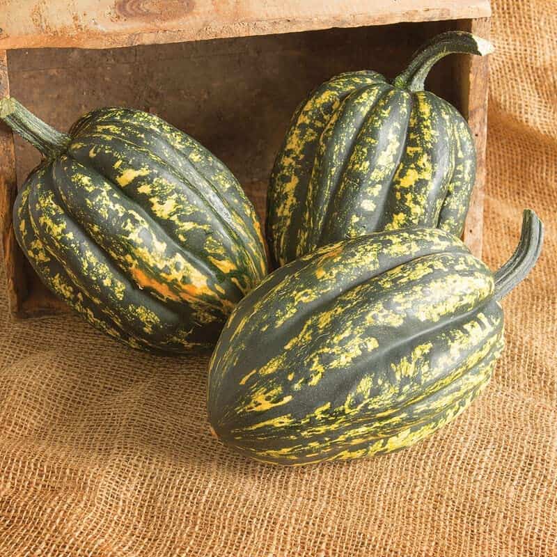 Starry Night Acorn Squash Seeds for Planting Grow Your Own Plantly