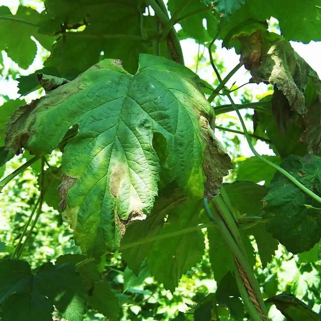 Plant Pest And Pathogens Causes And Treatments Plantly