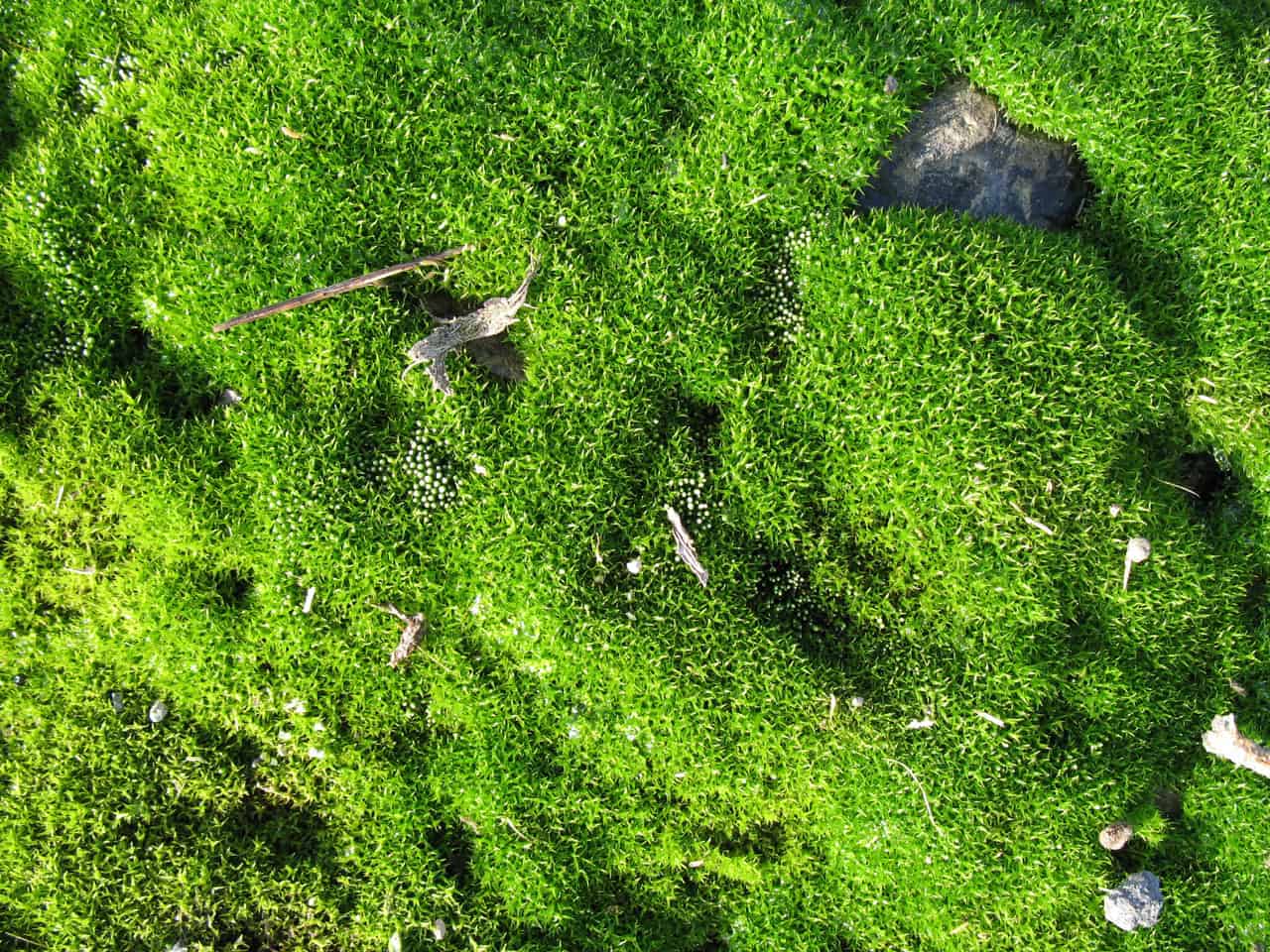 Tips For Keeping Moss Art Wall Alive Plantly