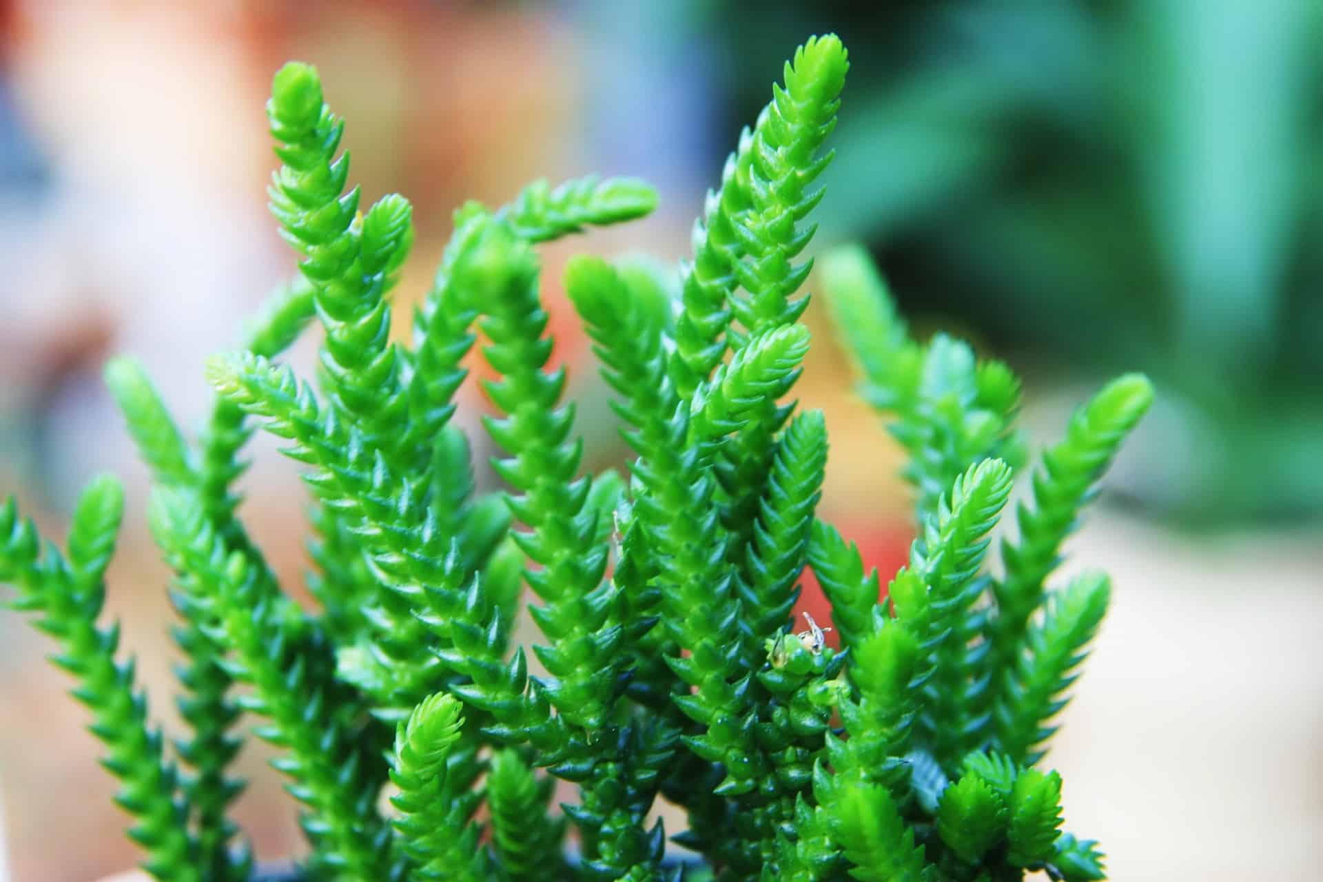 Watch Chain Succulent Care Guide Plantly