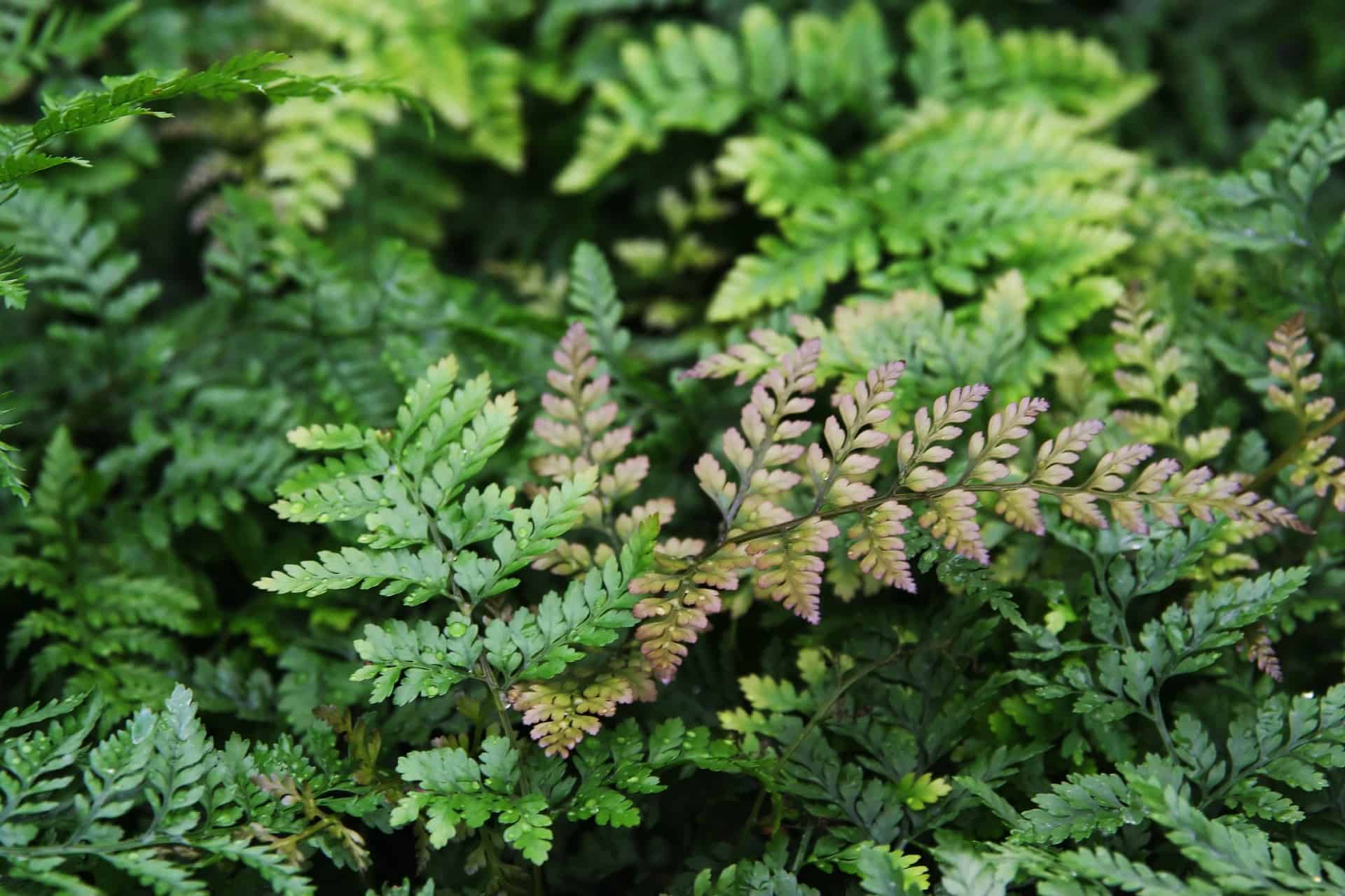 Davallia Fejeensis "Rabbit's Foot" Fern Plant Care Plantly