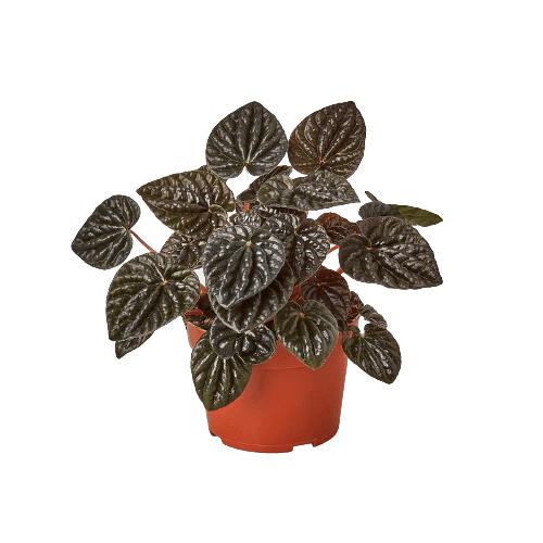 Peperomia Ripple Red Exotic Plant 3" Nursery Pot Plantly