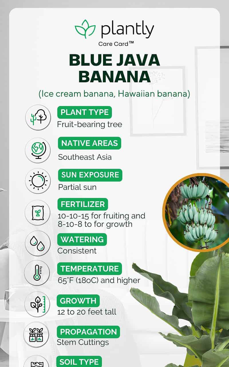 Blue Java Banana Plant Care