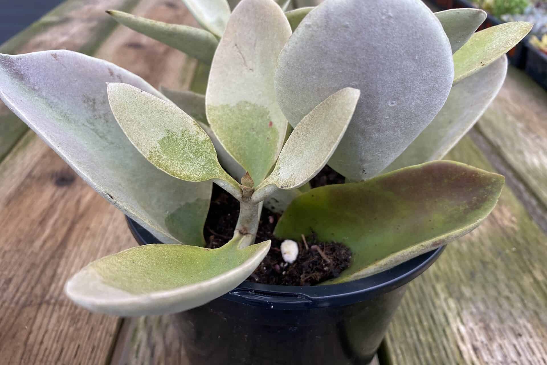 Buy Now Kalanchoe Grey Ghost Plantly