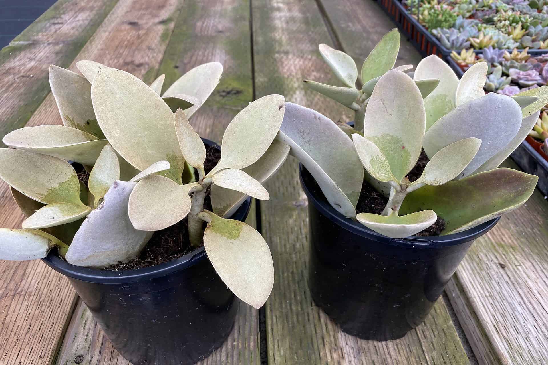 Buy Now Kalanchoe Grey Ghost Plantly