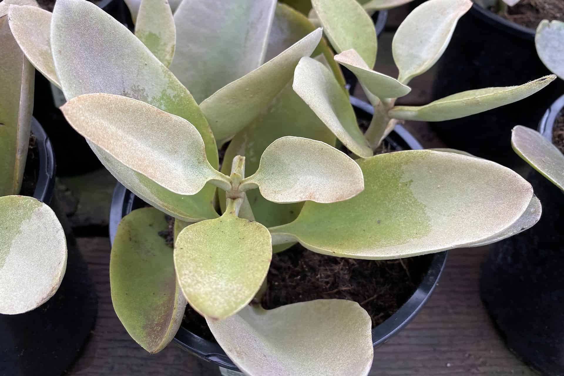 Buy Now Kalanchoe Grey Ghost Plantly