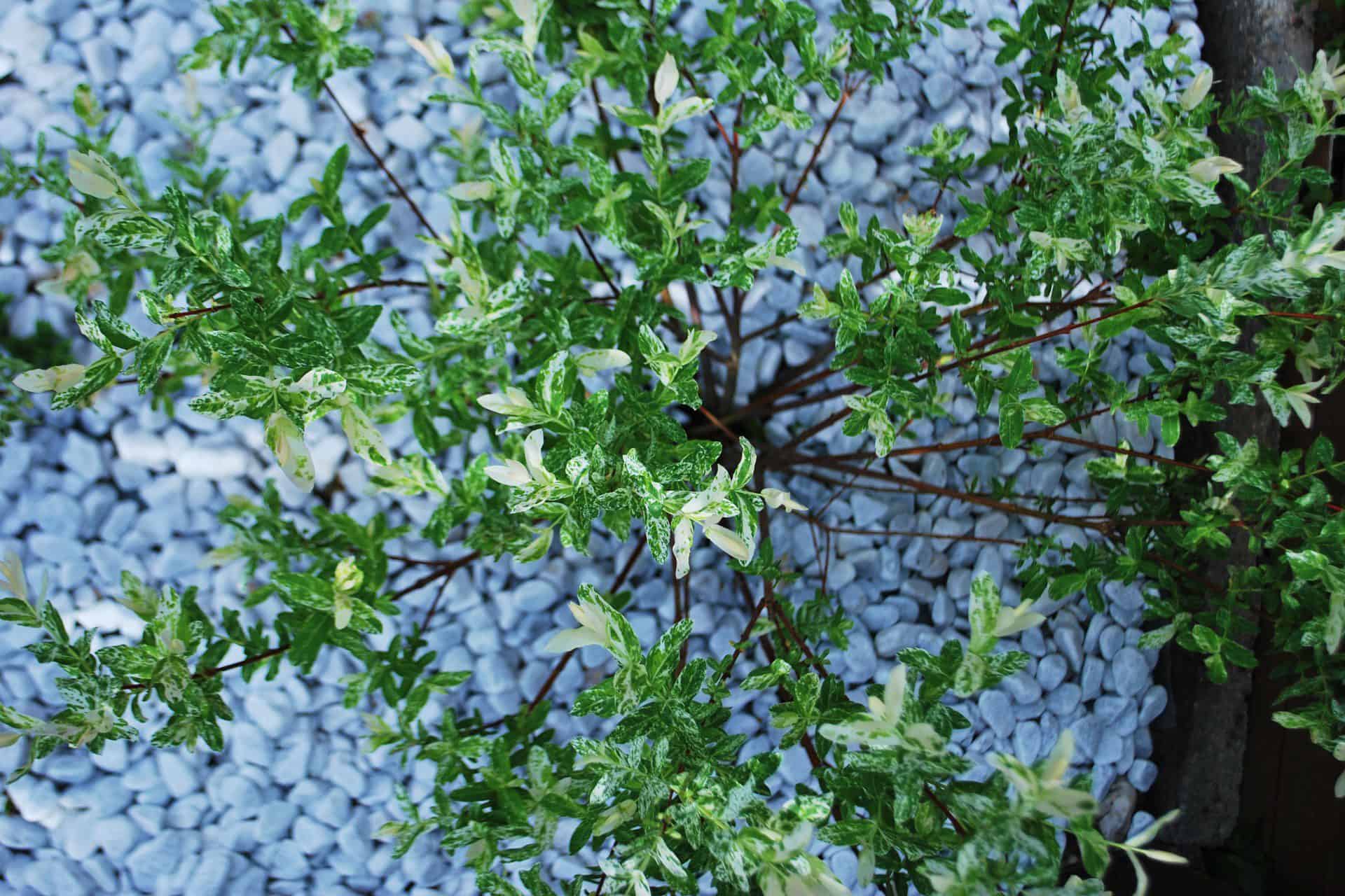 Dappled Willow Tree Care Plantly