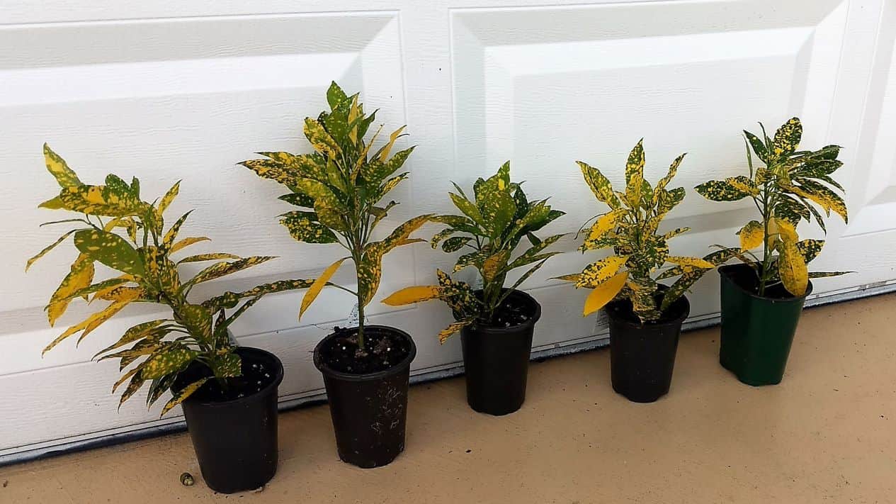 Buy Online Gold Dust Croton Plant Plantly