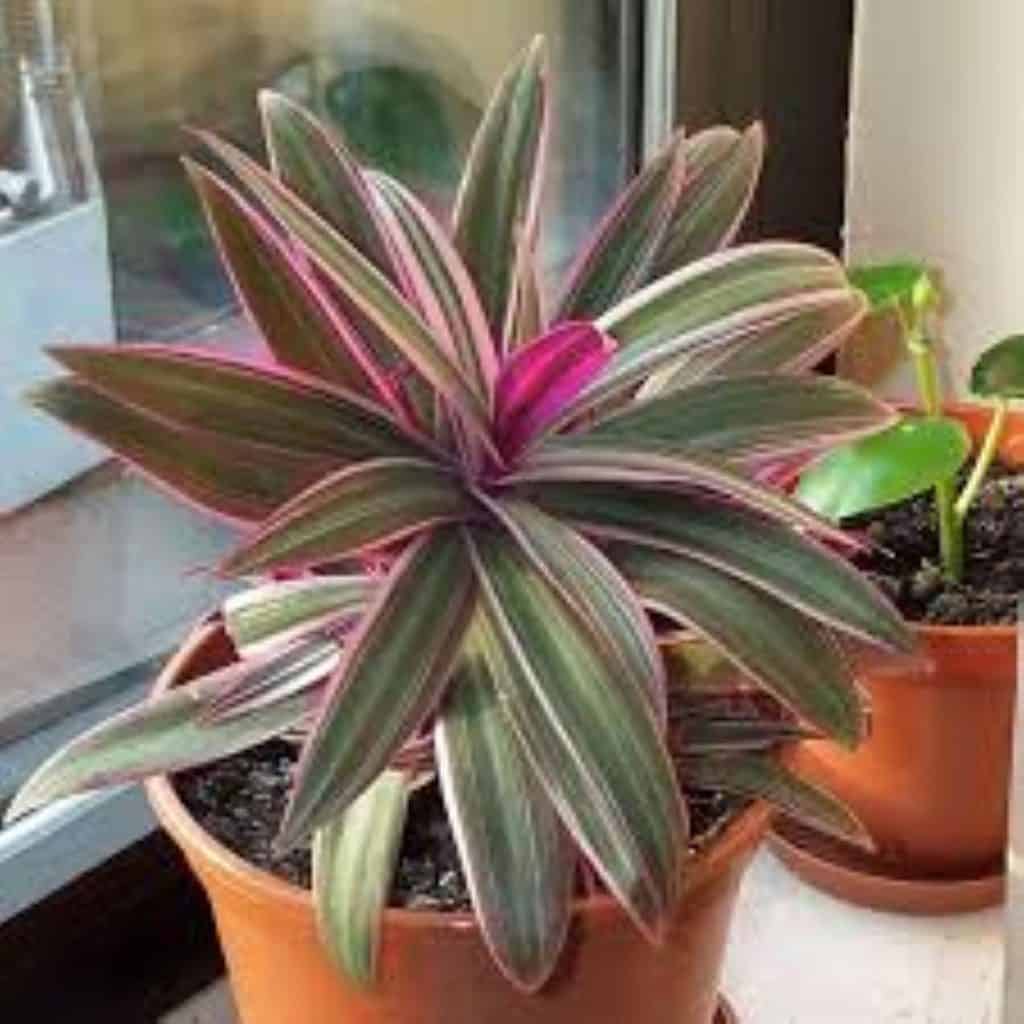 Tri Color Dwarf Oyster Plants Tradescantia Spathacea Plantly