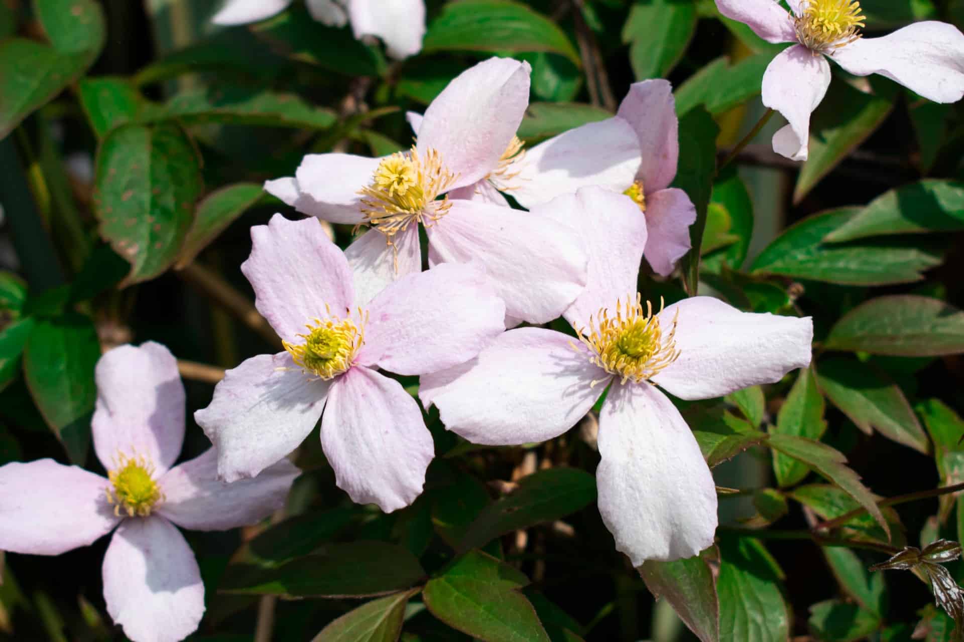 Best Clematis Varieties To Grow Plantly