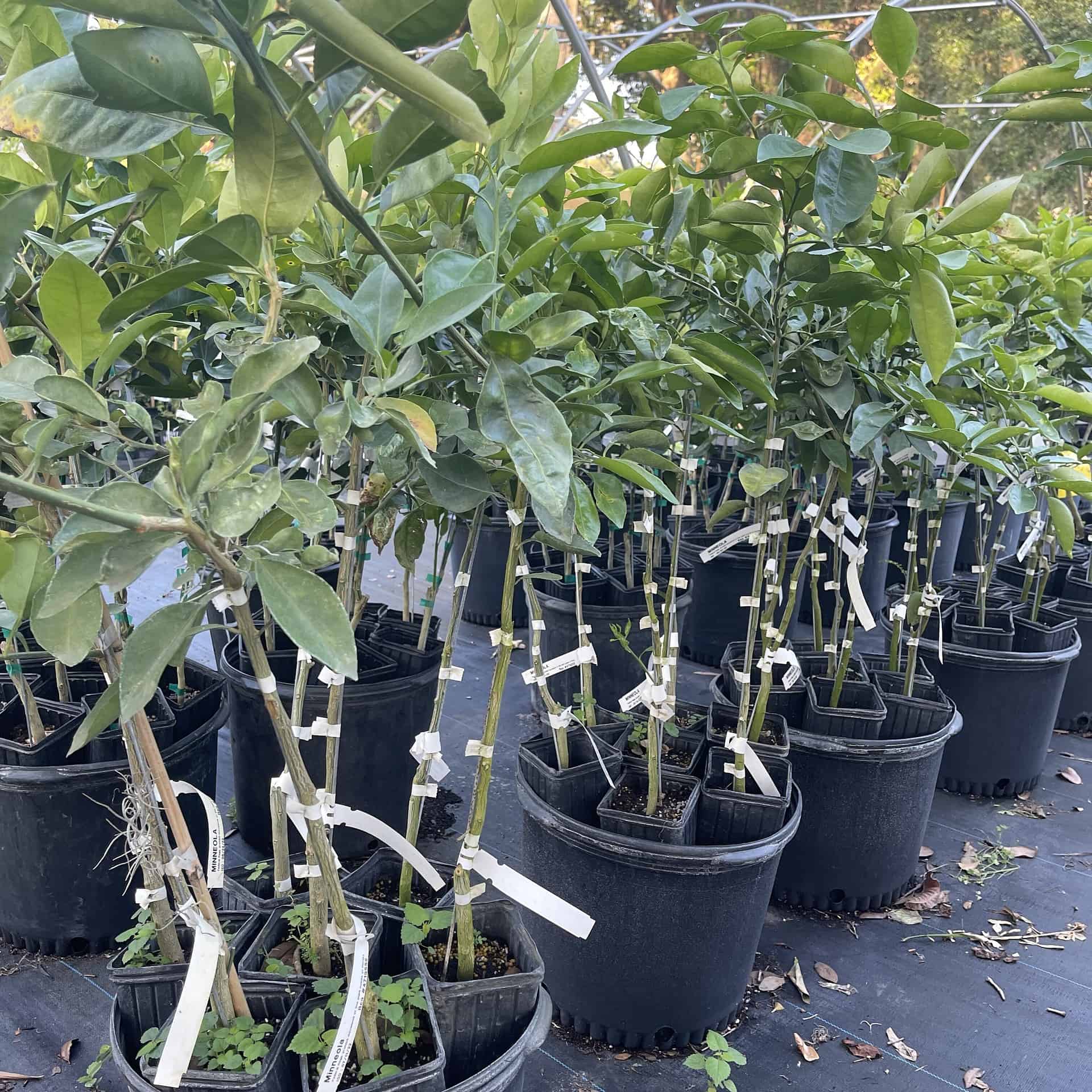 On Sale Minneola Tangelo Grafted Citrus Tree Plantly