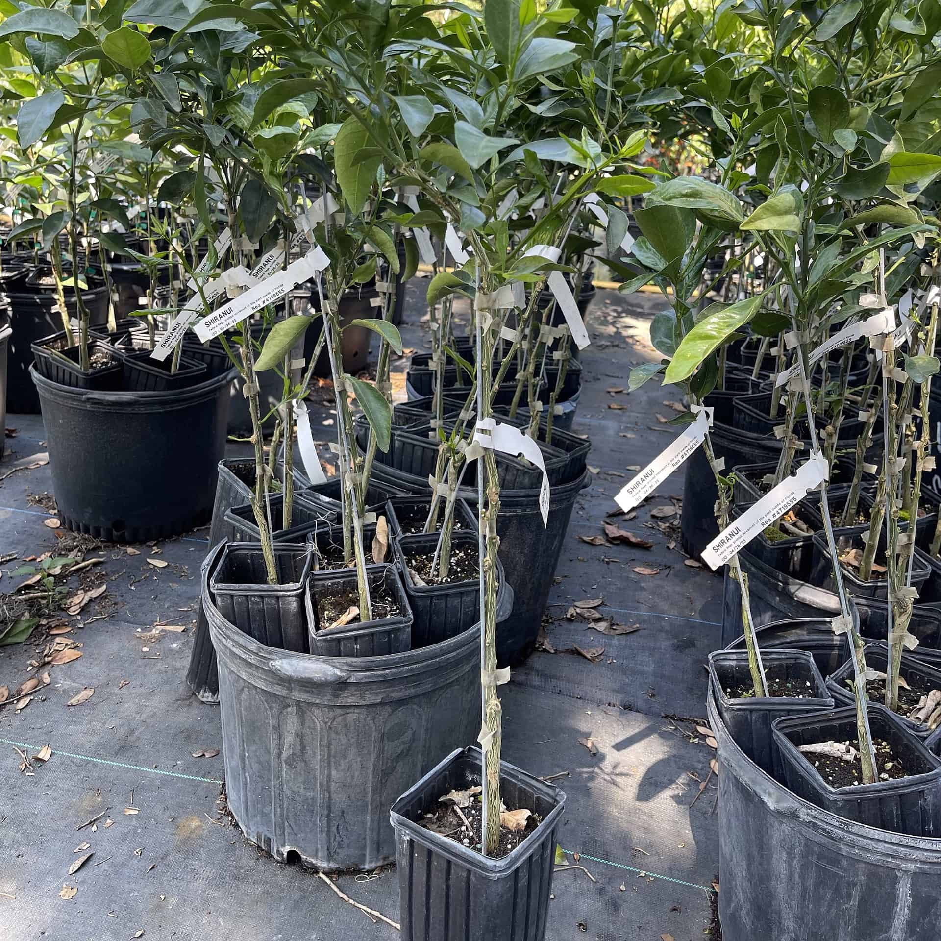 Buy Online Shiranui (Sumo) Grafted Citrus Tree Plantly