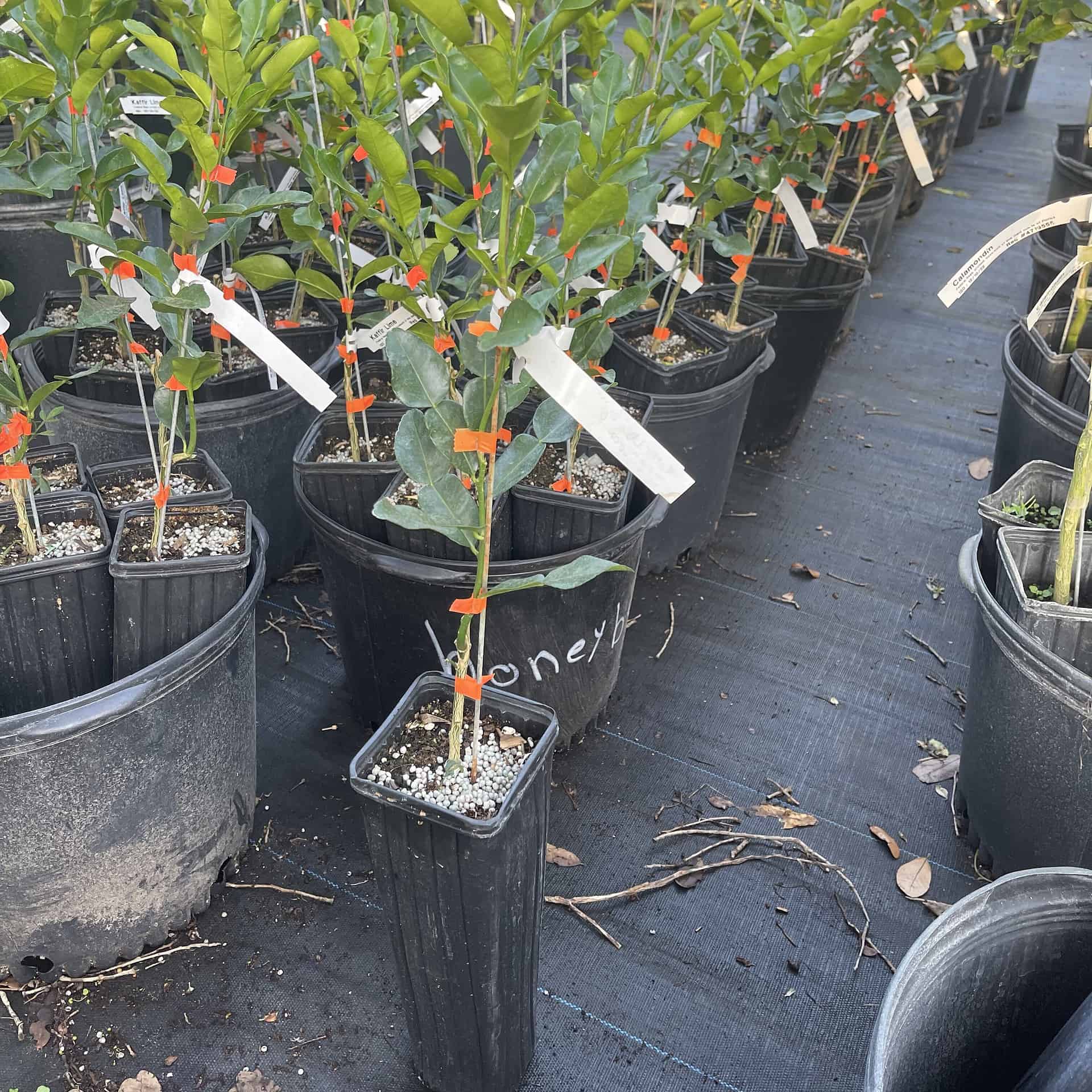 Buy Now Kaffir Lime Grafted Citrus Tree Plantly