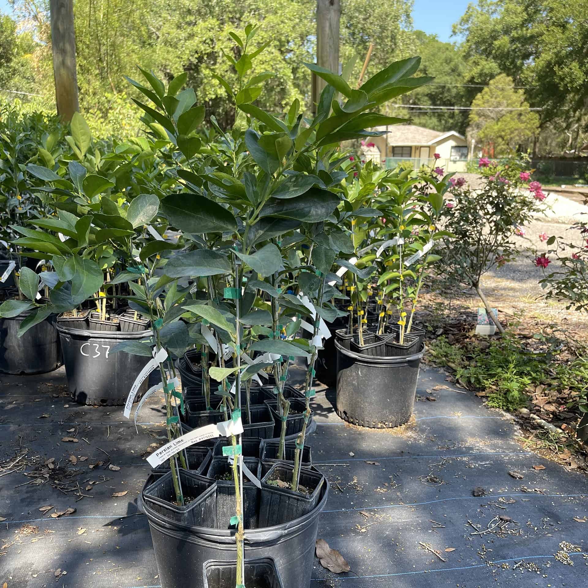 On Sale Persian Lime Grafted Citrus Tree Plantly